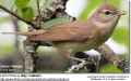 Садовая славка фото (Sylvia borin) - изображение №2417 onbird.ru.<br>Источник: www.avianweb.com